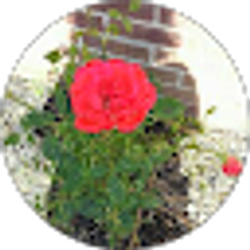 Profile photo of Angi S