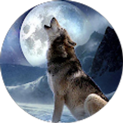 Profile photo of Shad Vargo