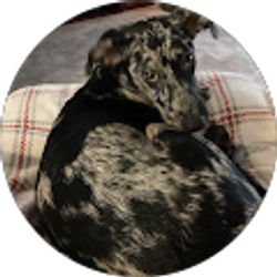 Profile photo of Matthew Canzone