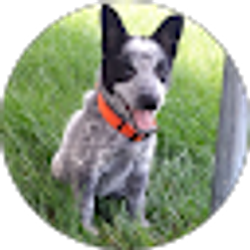 Profile photo of Lisa DeVries