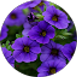 Profile photo of Sousan Eidi