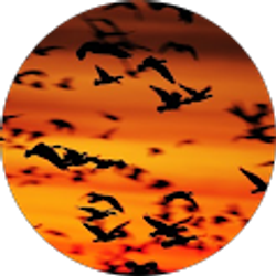 Profile photo of Dave Hutchison