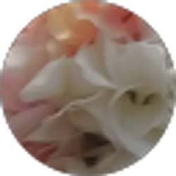 Profile photo of Guadalupe Alcantar