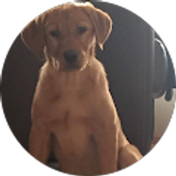 Profile photo of Chad Buseman