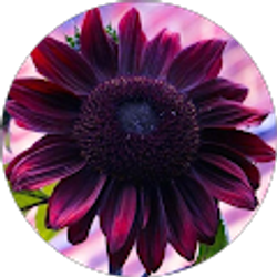 Profile photo of Tracey Miller