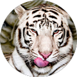 Profile photo of Tapdancing Eagles