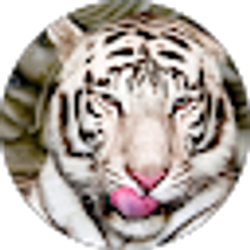 Profile photo of Tapdancing Eagles