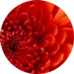 Profile photo of AMY WANG