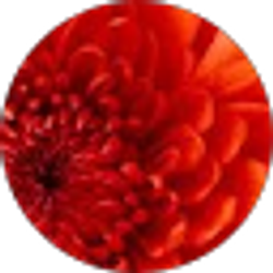 Profile photo of AMY WANG