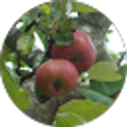 Profile photo of Denise Jimenez