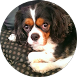 Profile photo of Amber Rose