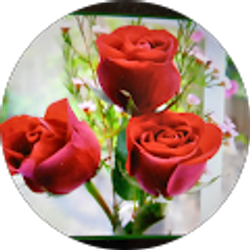 Profile photo of Serina