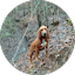 Profile photo of Road Dog Kennels