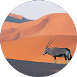 Profile photo of Matt Marino