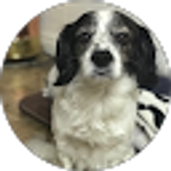 Profile photo of shahanny pinilla