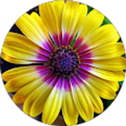 Profile photo of Veronica Sutton