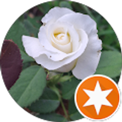 Profile photo of Rachel Folkers