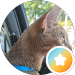 Profile photo of Ni V
