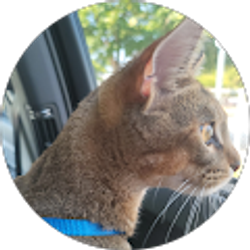 Profile photo of Ni V