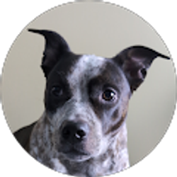 Profile photo of Jacob Williams