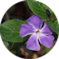 Profile photo of Teresa Brown