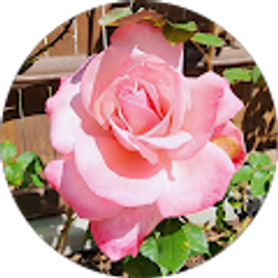 Profile photo of Jesse A.