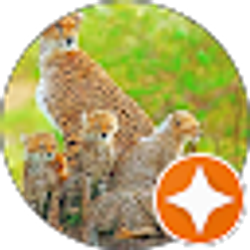 Profile photo of M C