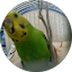 Profile photo of Abraham Baltazar
