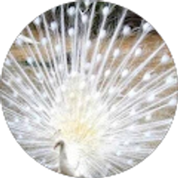 Profile photo of Rachel Green