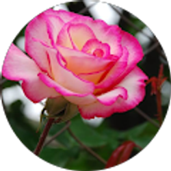 Profile photo of James Kalliath MS