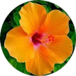 Profile photo of Grace Acevedo