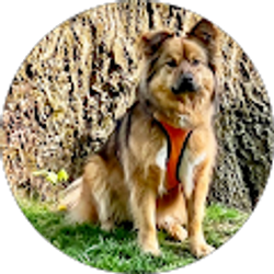 Profile photo of Ed “The Bearded Wanderer” Swale