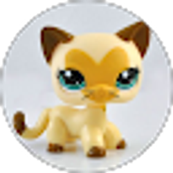Profile photo of Romi Bunny