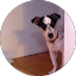 Profile photo of Maria D'Ornellas