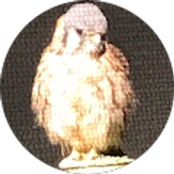 Profile photo of Neenull