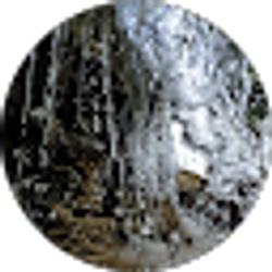 Profile photo of Paije Schlosser