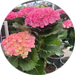 Profile photo of Reyna Valle