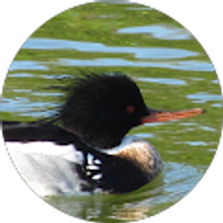 Profile photo of Norma Johnson