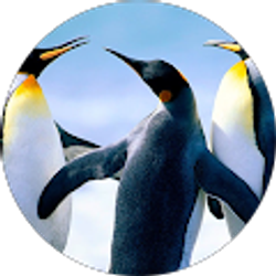 Profile photo of Hiwot Fekadeselassie