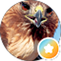 Profile photo of The Hawk family !