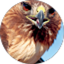 Profile photo of The Hawk family !