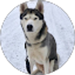 Profile photo of loan wolf INTJ