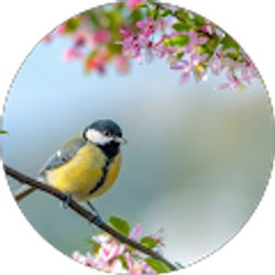 Profile photo of Jin Zhao