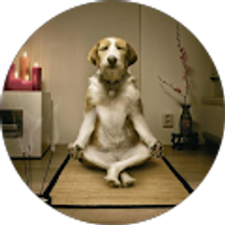 Profile photo of Steven Le