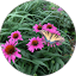Profile photo of Rhonda Freeman