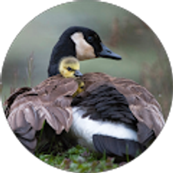 Profile photo of Tina Mckechnie