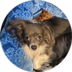 Profile photo of Amy Morales