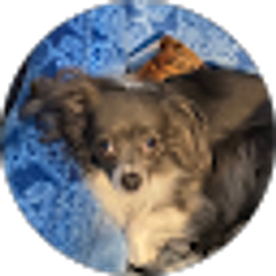 Profile photo of Amy Morales