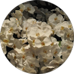 Profile photo of H TH