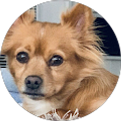 Profile photo of sal-sal silvasal (Salskie)